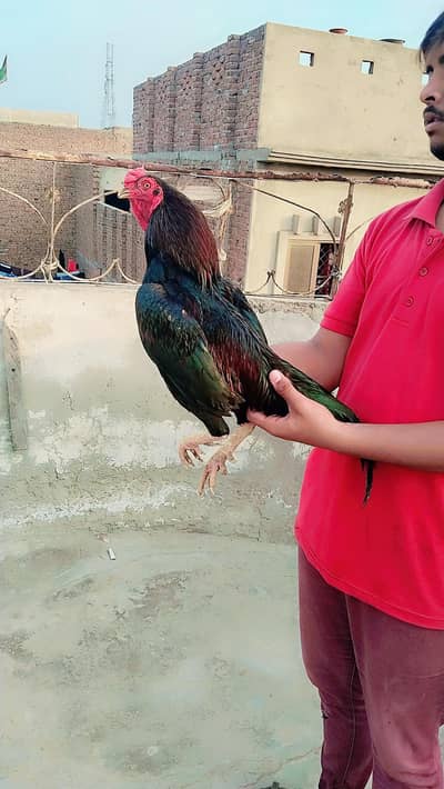 Pure aseel Mushka male and female