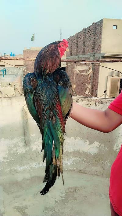 Pure aseel male and female