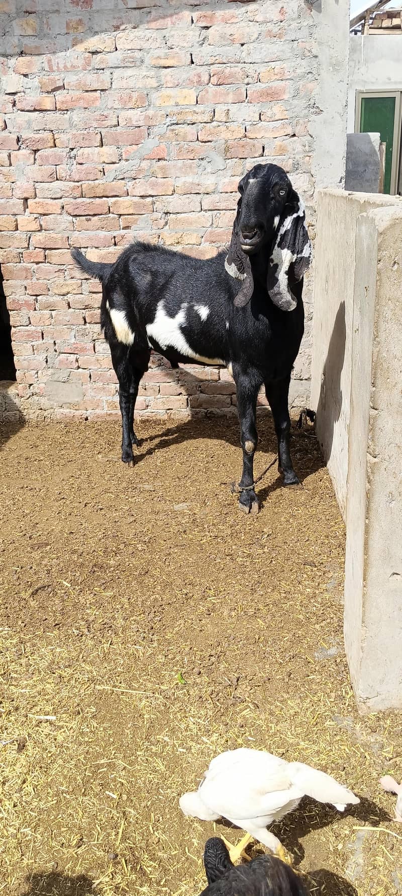 bakra 1