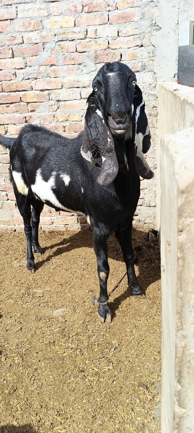 bakra 2
