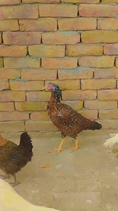 mimianwali pure aseel murghi with 2 chicks for sale urgent
