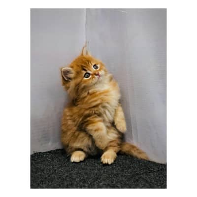 cash on delivery parshion kitten cat male and female British