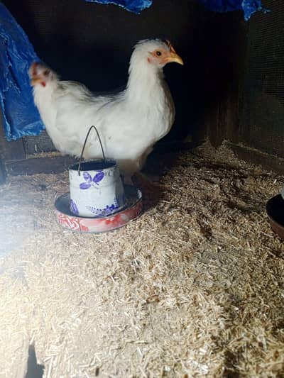 bantam 2.5 months chicks pair