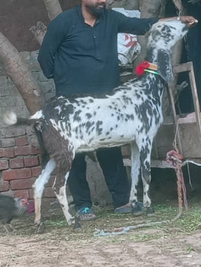 makhi Chini Confram Gaban Phat Sale