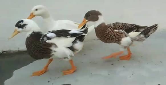 baby ducks