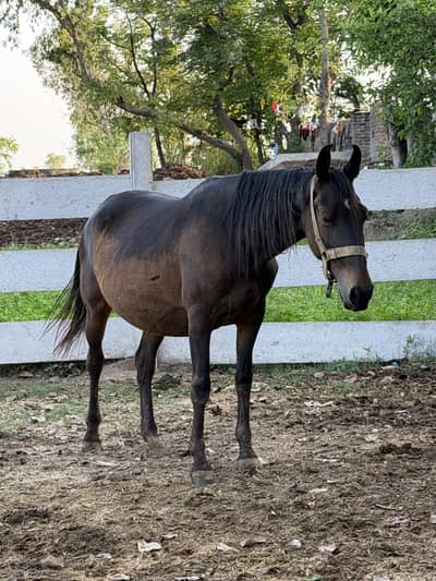 Female breeder desi Mare for Sale