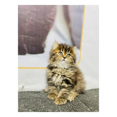 cash on delivery parshion kitten cat male and female British