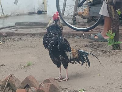 Mushka Aseel white noki nali for sale