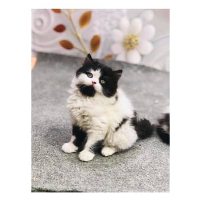 parshion kitten cat male and female British