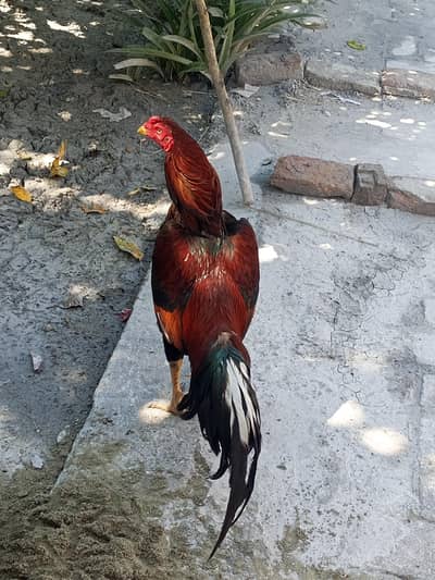 Aseel Murga Lakha For sale