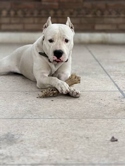 Pedigree and well trained