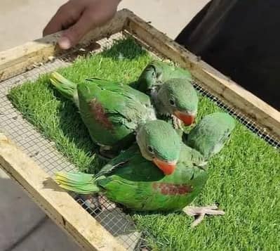 raw parrot chicks