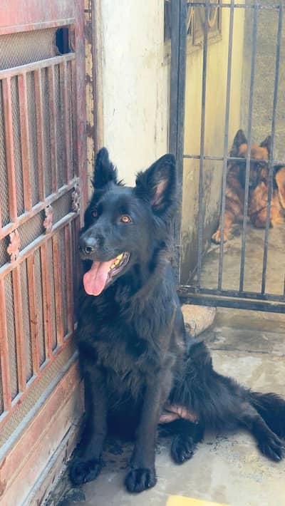 black German shepherd tripl coad