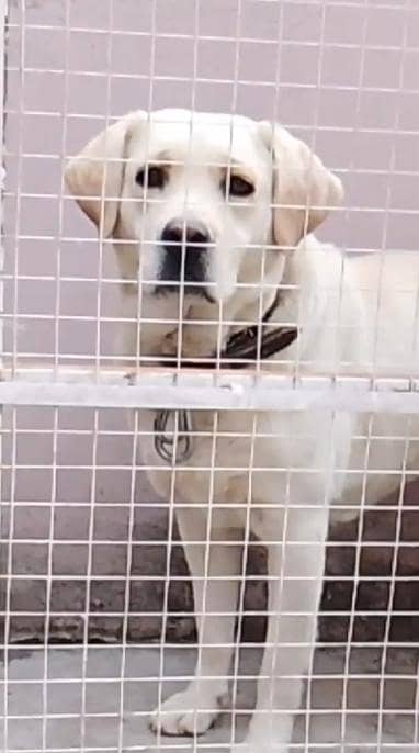 Young Labrador Breeder Female For sale . . .