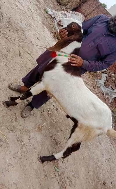 bakra for sell/ wzan 65 kg / 03206489668