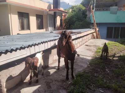 Female goats with pair kids. 1.5kg milk guaranteed per day