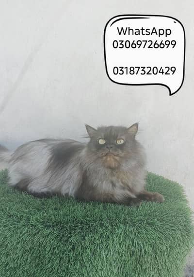 pregnant Persian cat CFA PEKI BLOODLINE matted by high level Peki