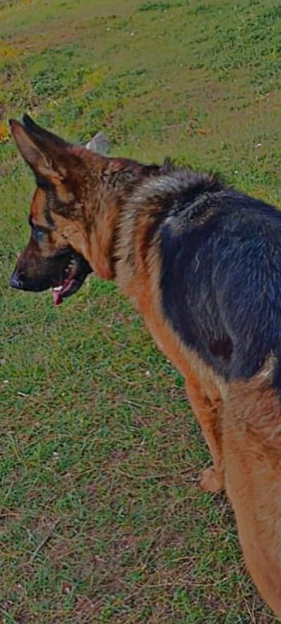 German shepherd double coat