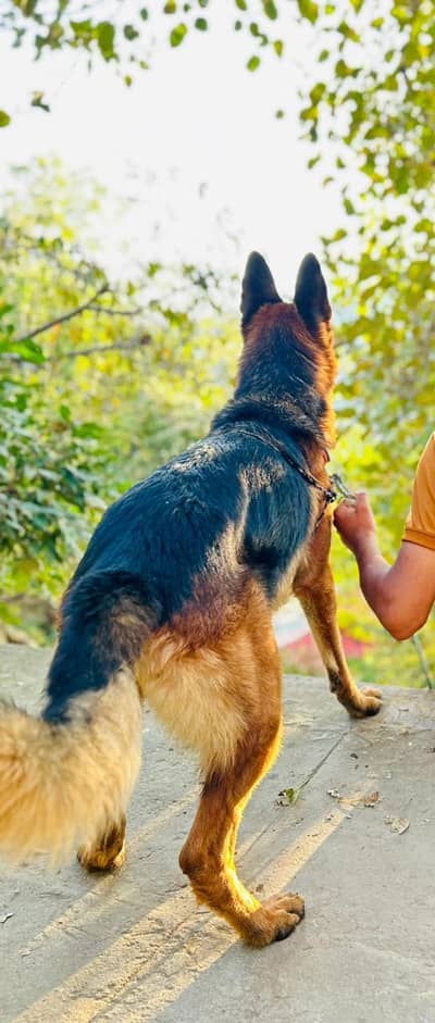 German shepherd double coat