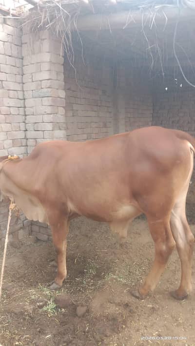 Bachra urgent for sell 03083633156