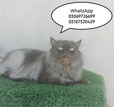 pregnant Persian cat CFA PEKI BLOODLINE matted by high level Peki