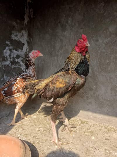 aseel chicks, cheeni murgi, Pakistani Aseel male ,shamo murgi