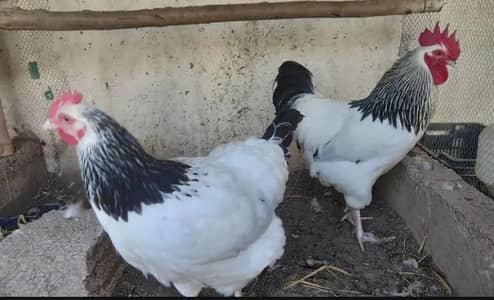 Light susex only chicks and egg