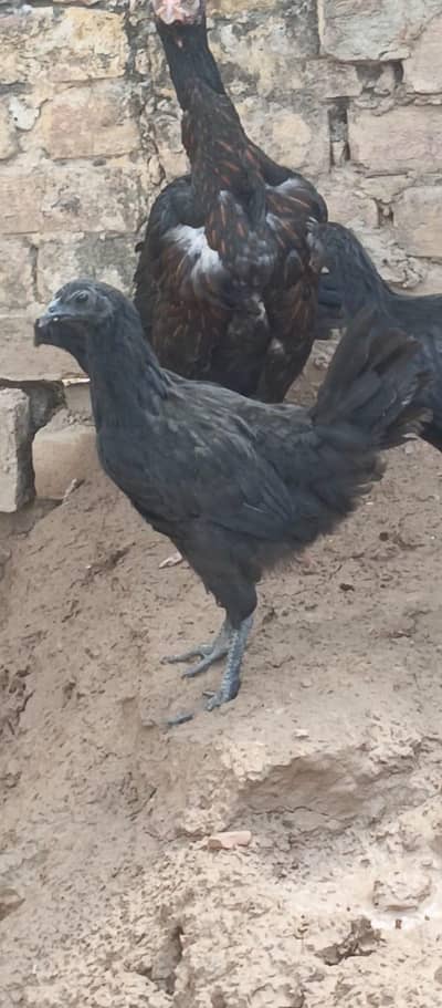 ayam cemani trio set
