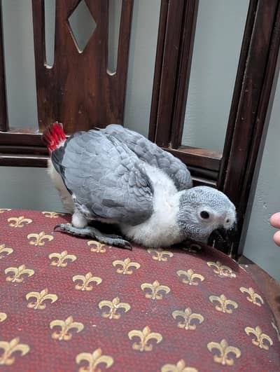Congo African grey chicks