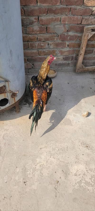 sawa aseel mianwali blood