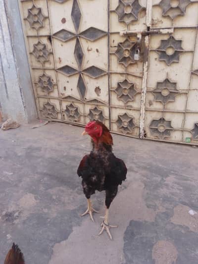 murga ki White eyes h