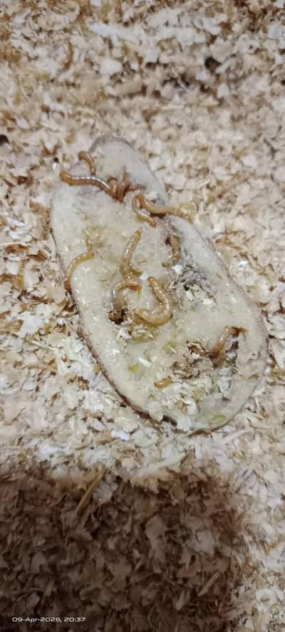 Mealworms