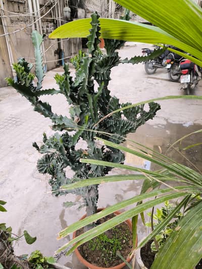 Euphorbia plant almost 5.8 feet