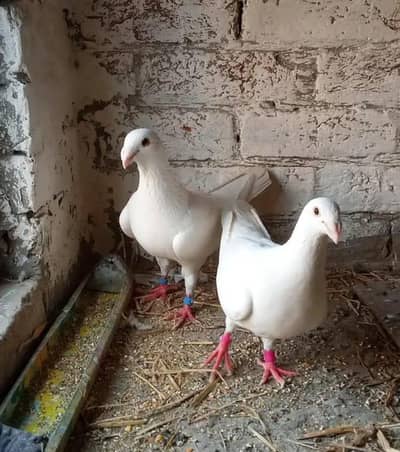 Garmen beauty white pair for sale