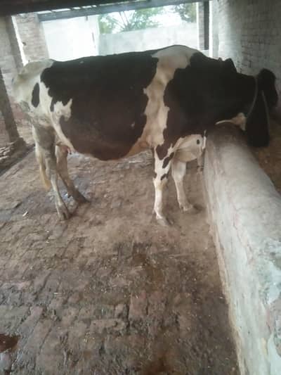 2 gaay Fresian cross