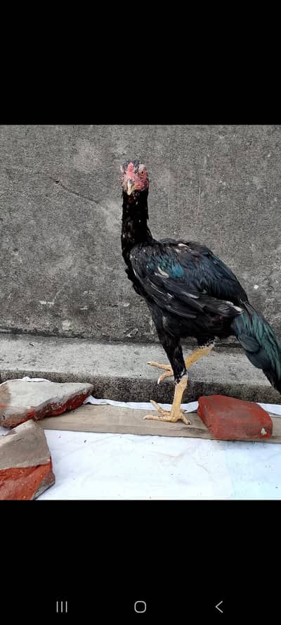 healthy or active  ha 03025078746