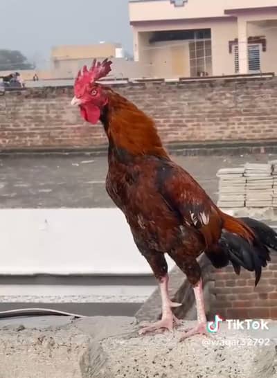 Parrot beak murga| male aseel | Golden buff pair | murgia for sale