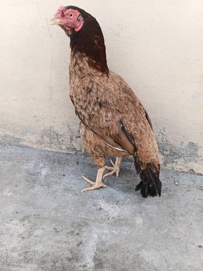 Amrohi aseel hen for sale