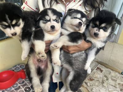 Husky Puppies