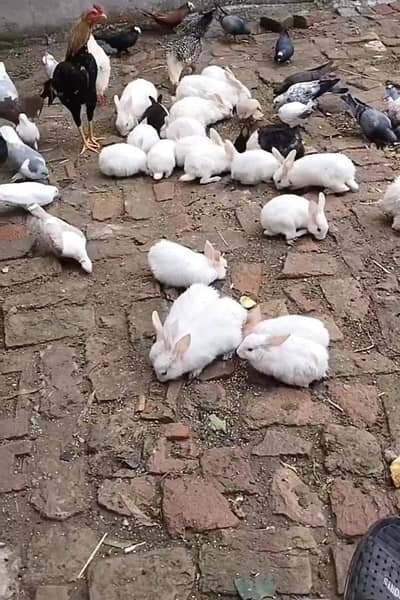 White rabbit, red eyes