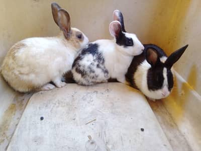 1 female 2 male rabbit for sale 1200 each