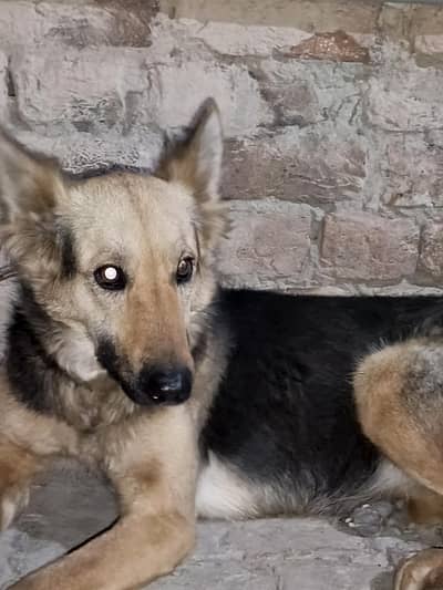 Alsation female for sale