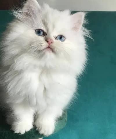 Persian female kitten for sale  Delivery available all Pakistan