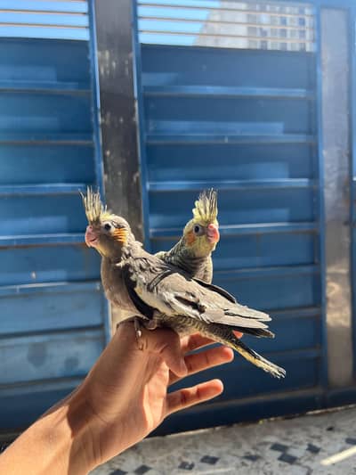 Handtamed Cocktail Available /grey Cocktail fawn Cockteil