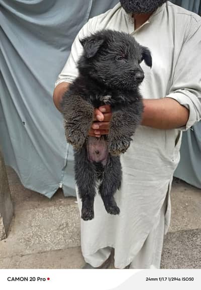 German Shepherd puppies