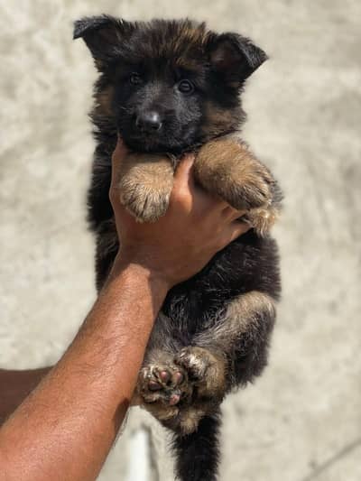 GSD female for sale