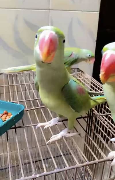 Raw parrots