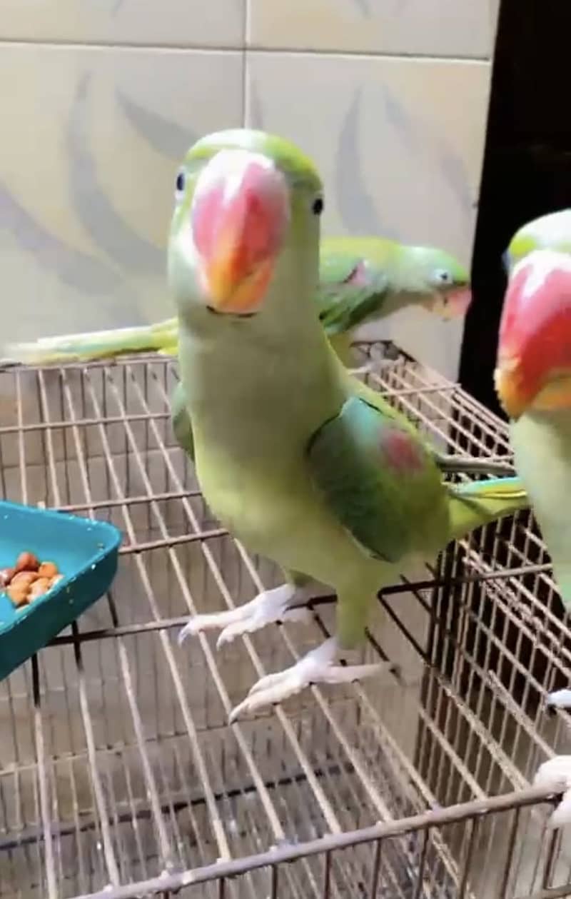 Raw parrots 0