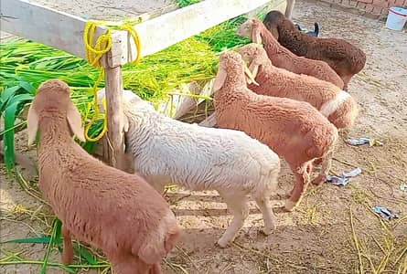 sheep 5Male 1female age 3.5 ma ek ki price 31500 fainl sub 170k