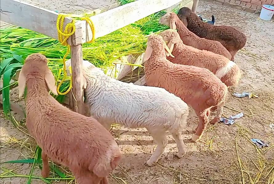 sheep 5Male 1female age 3.5 ma ek ki price 31500 fainl sub 170k - Goats ...